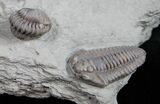 Double Flexicalymene Trilobite Fossil - Ohio #11988-3